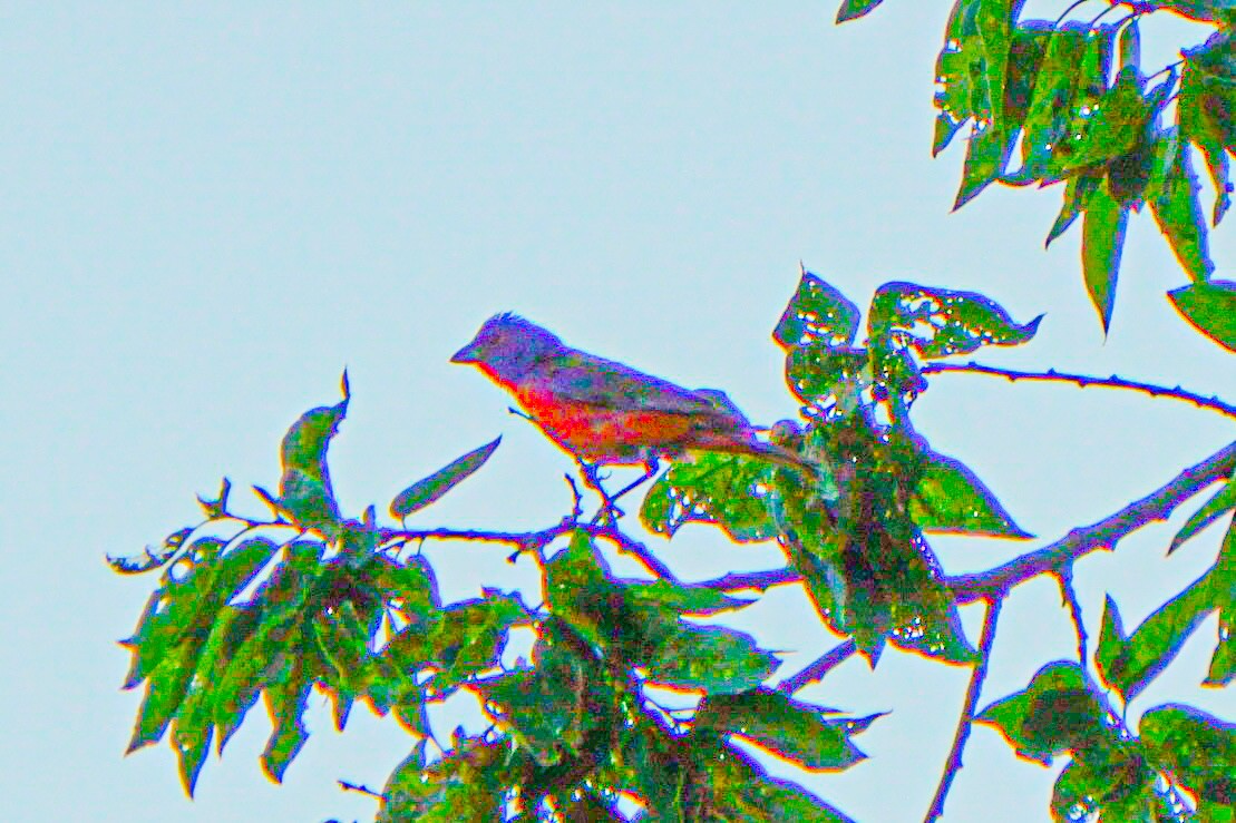 Painted Bunting - ML620398546