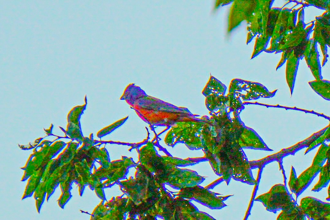 Painted Bunting - ML620398547