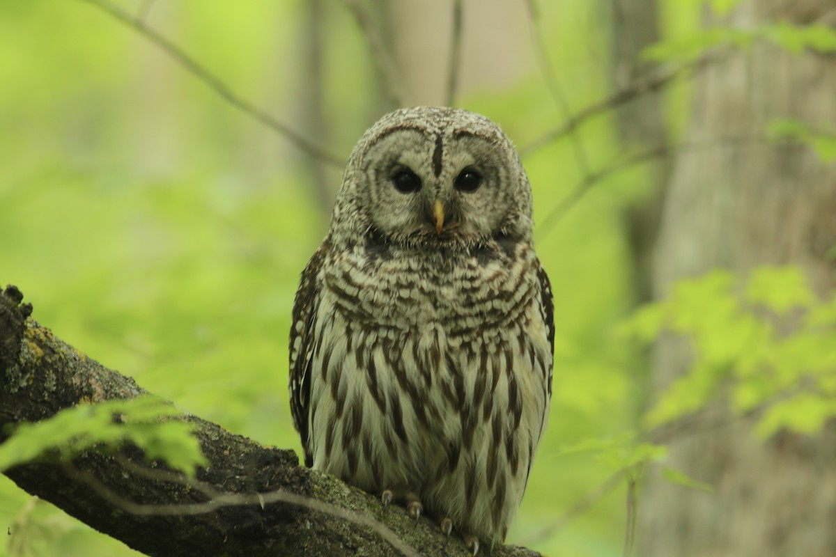 Barred Owl - ML620398549