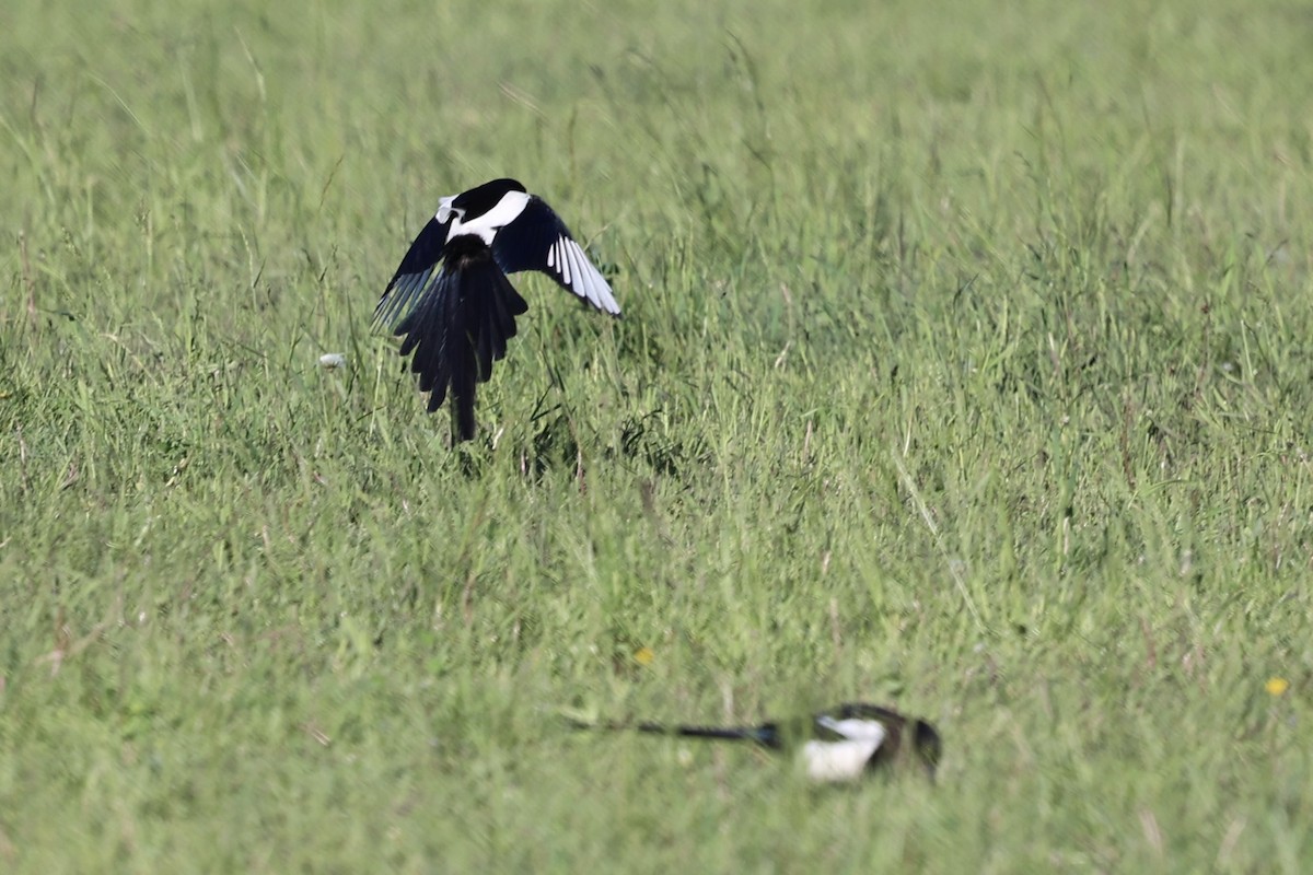 Black-billed Magpie - ML620398555