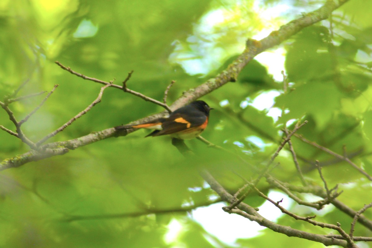 American Redstart - Colin Enge 🦉