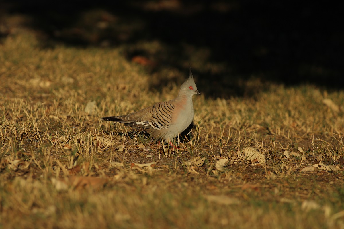 Crested Pigeon - ML620398561