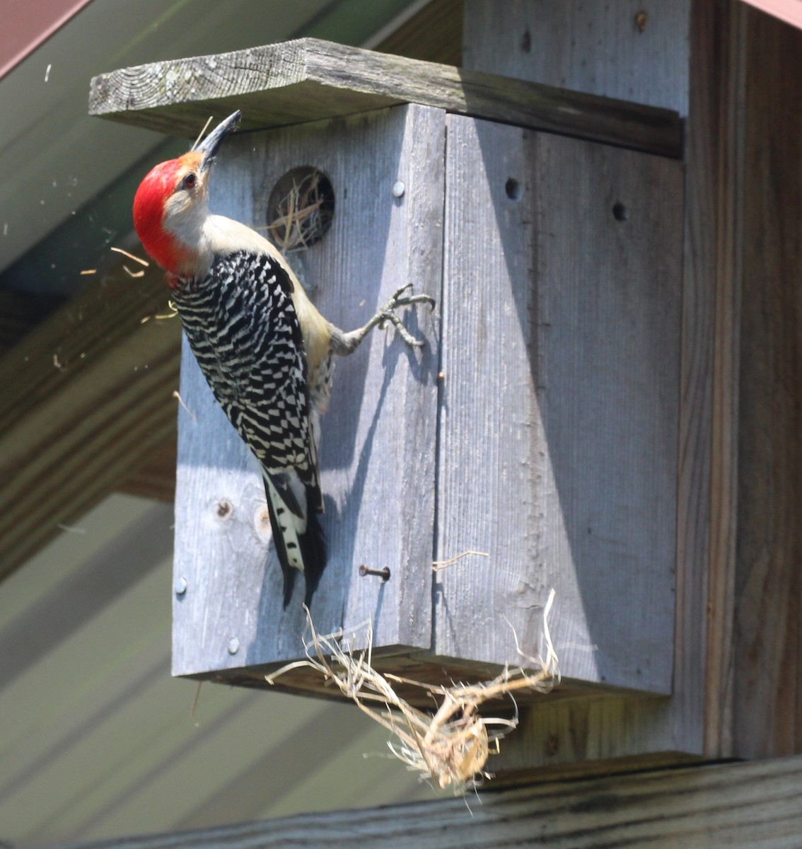 Red-bellied Woodpecker - ML620398563