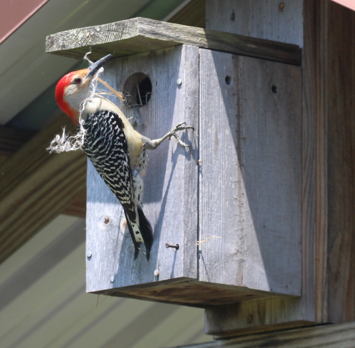 Red-bellied Woodpecker - ML620398564