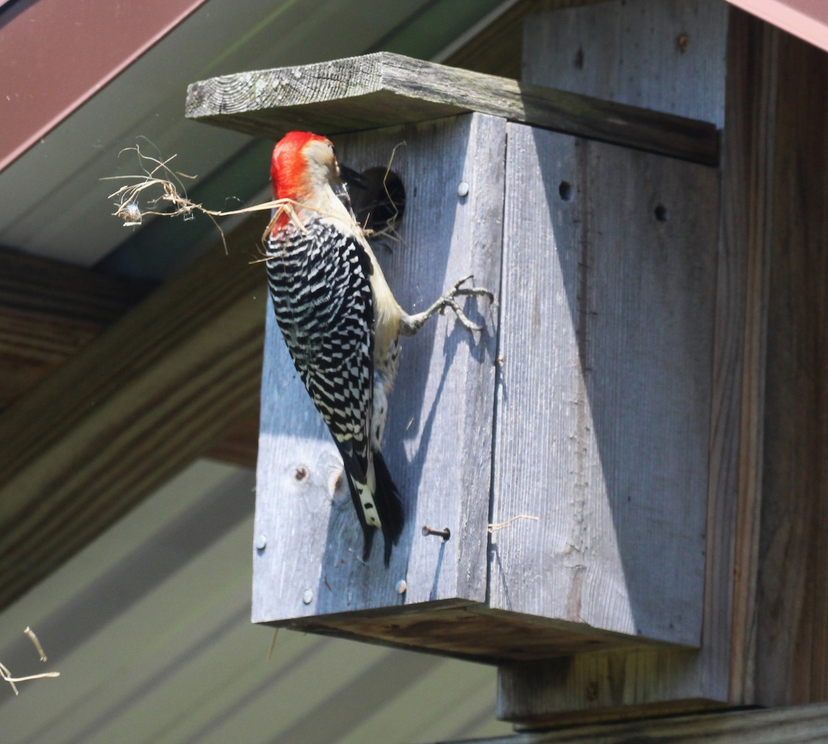 Red-bellied Woodpecker - ML620398565