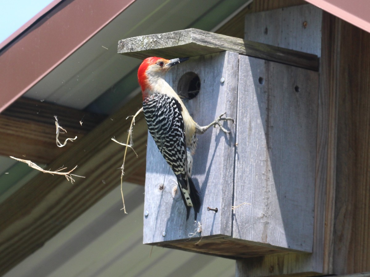 Red-bellied Woodpecker - ML620398566
