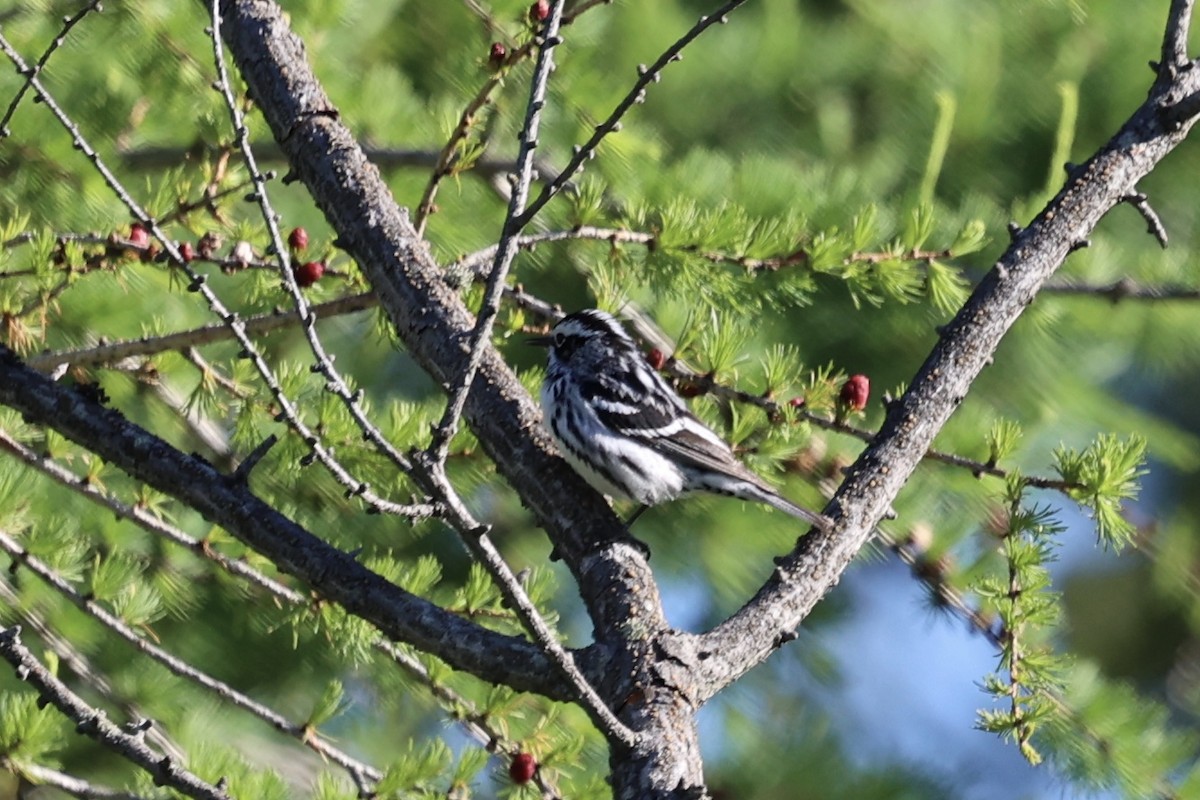 Black-and-white Warbler - ML620398573