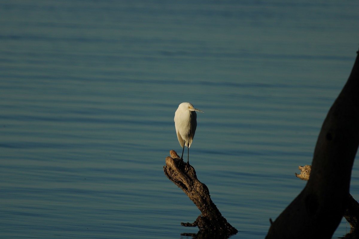 Little Egret - ML620398574