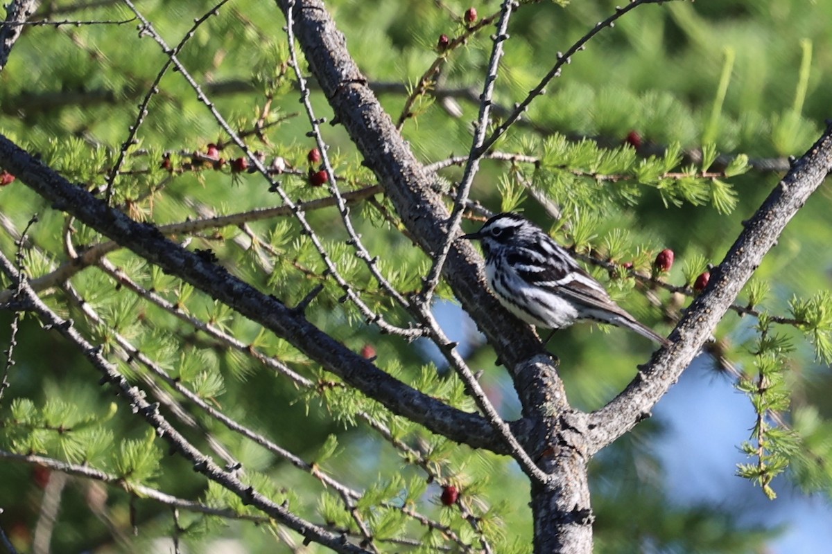 Black-and-white Warbler - ML620398575