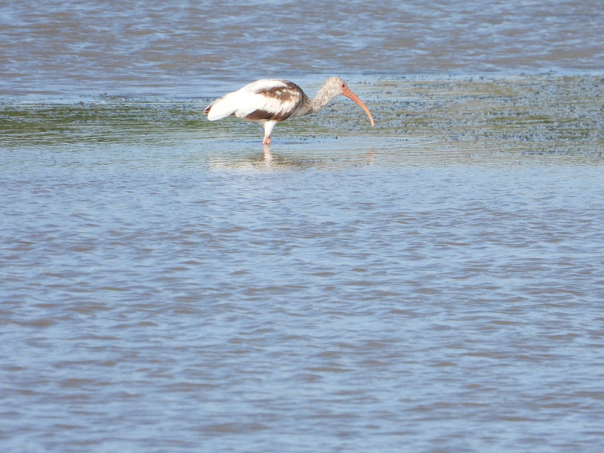 White Ibis - ML620398580