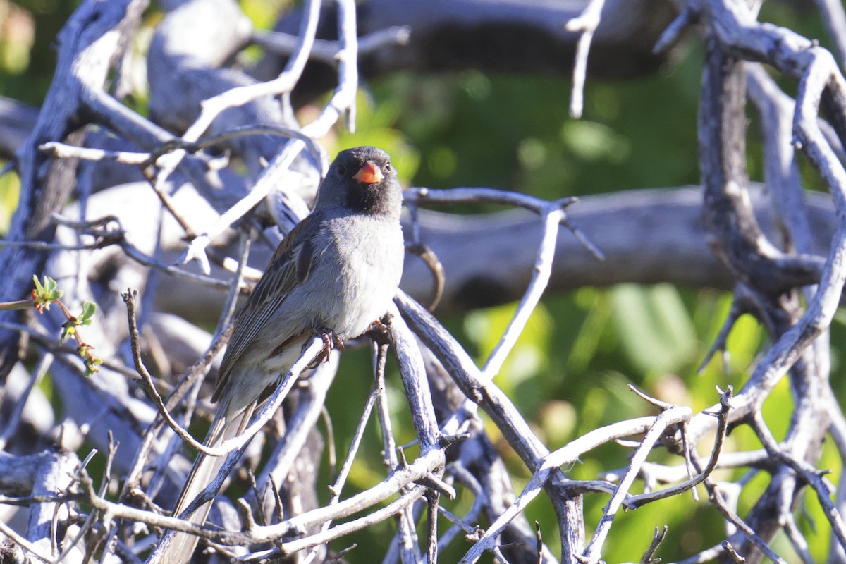 Black-chinned Sparrow - ML620398584