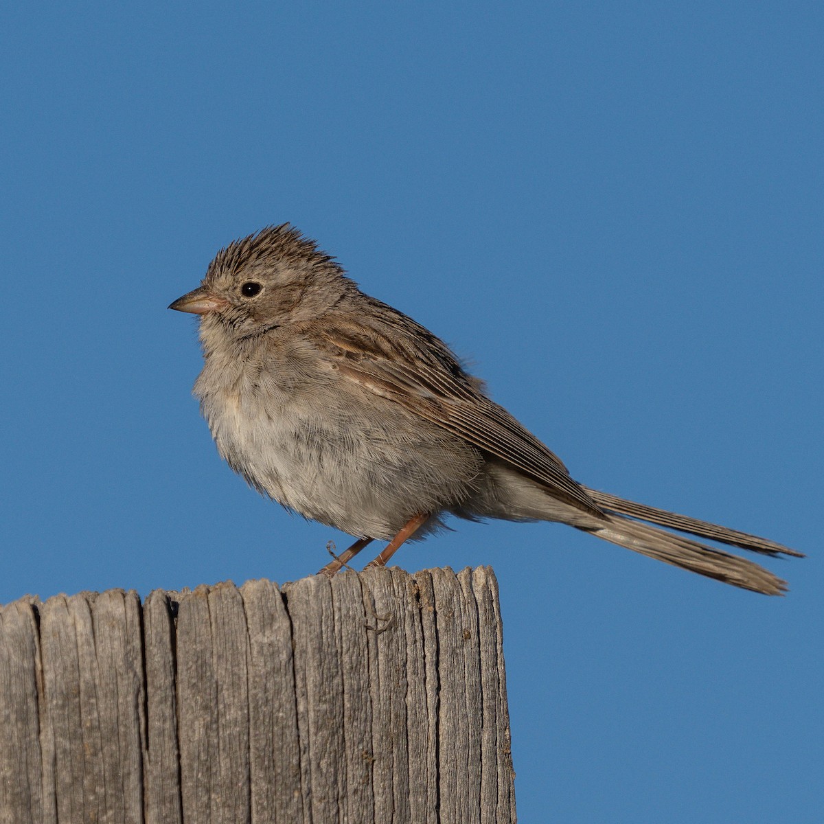 Brewer's Sparrow - ML620398592