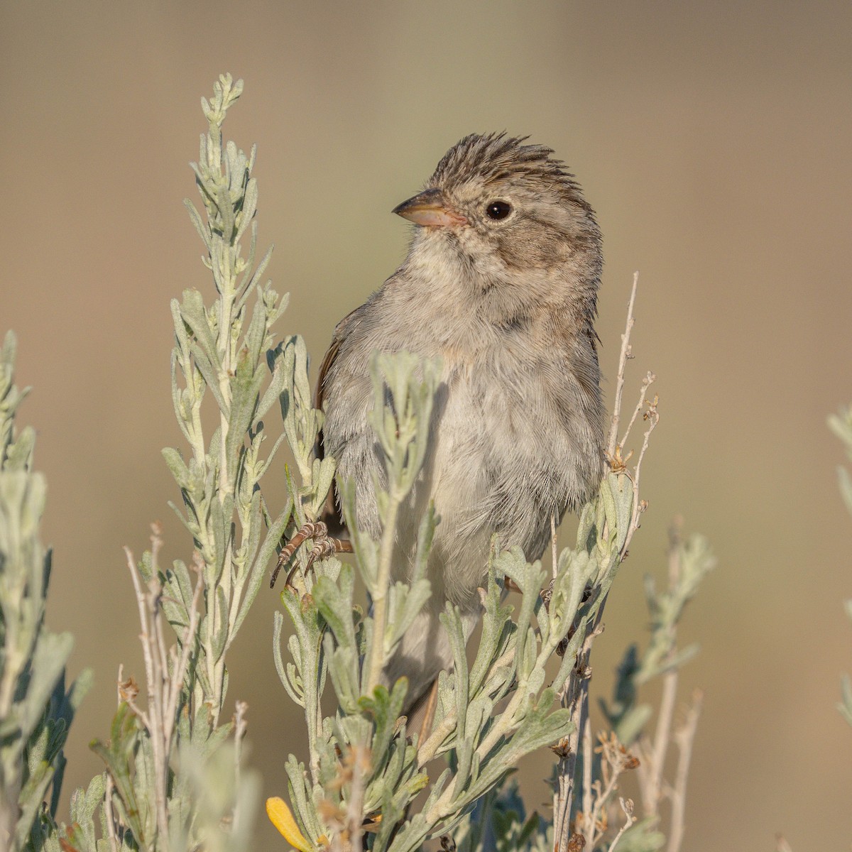 Brewer's Sparrow - ML620398593