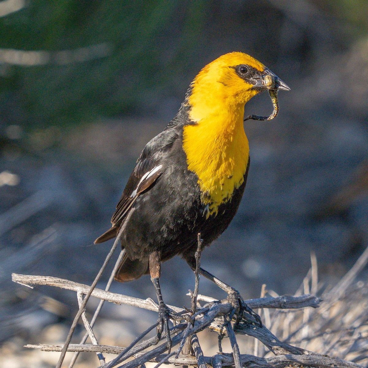 Yellow-headed Blackbird - ML620398596