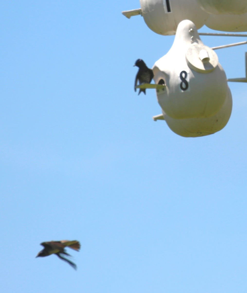 Purple Martin - ML620398606