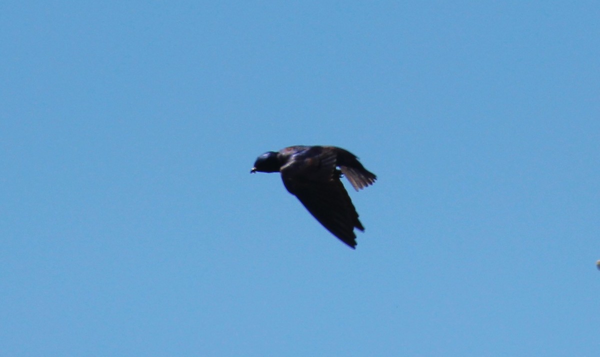 Purple Martin - Theresa Gessing