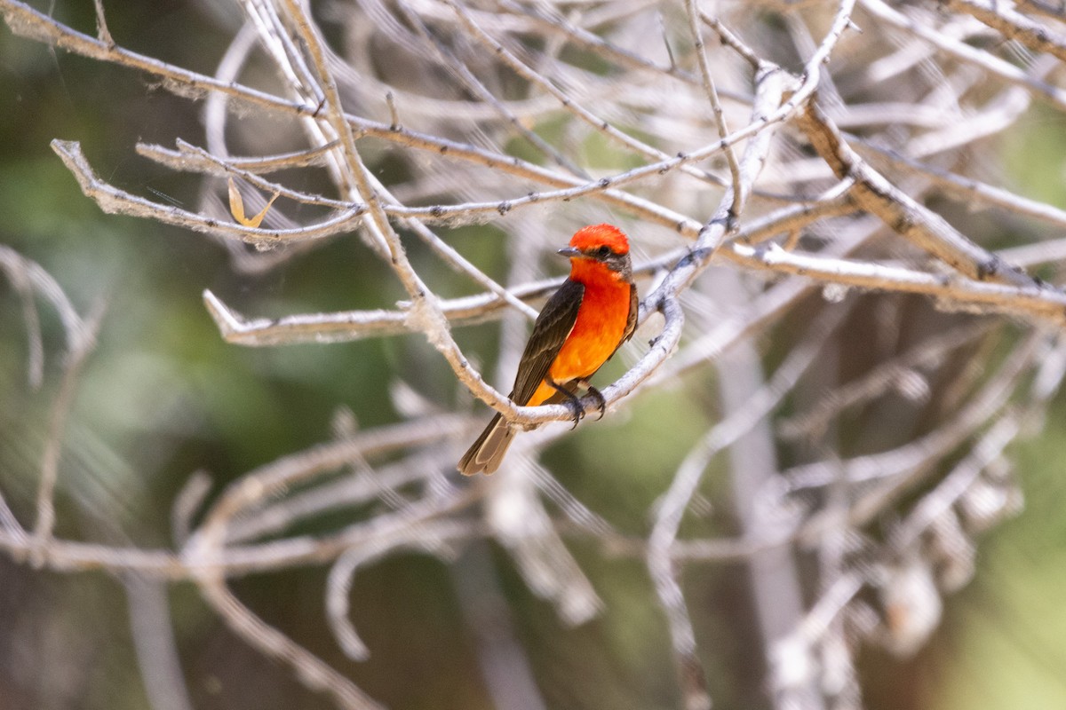 Vermilion Flycatcher - ML620398621