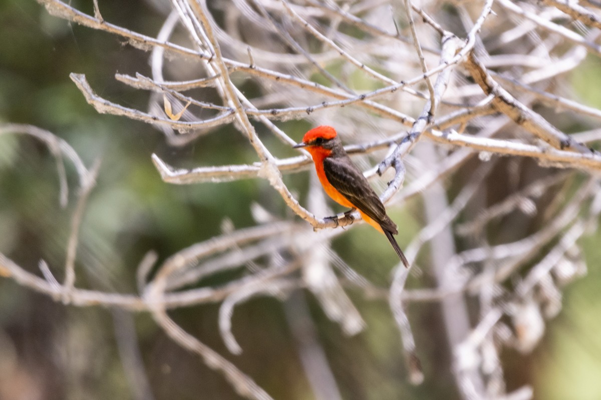 Vermilion Flycatcher - ML620398622