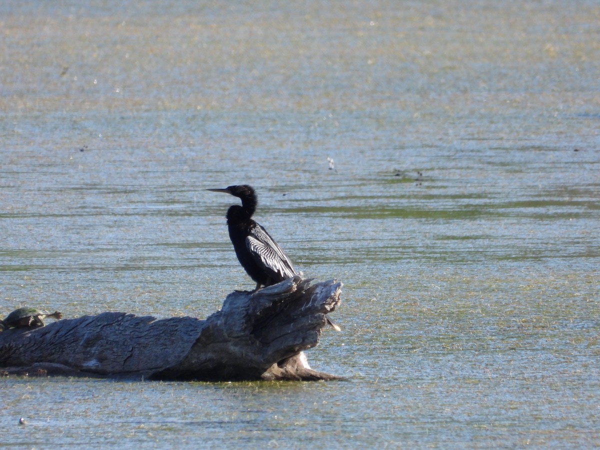 anhinga americká - ML620398633