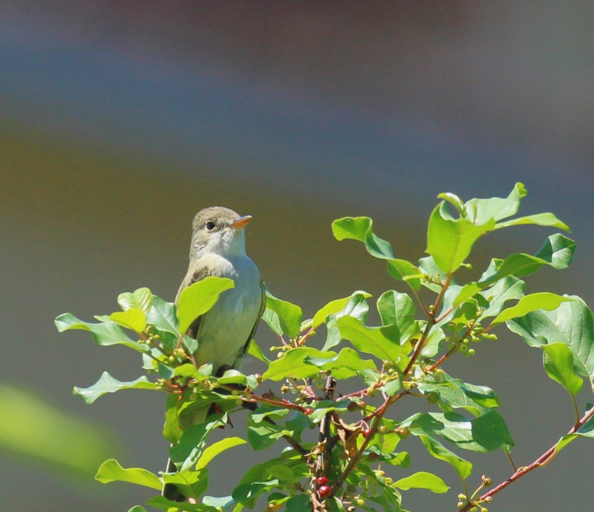 Willow Flycatcher - Theresa Gessing