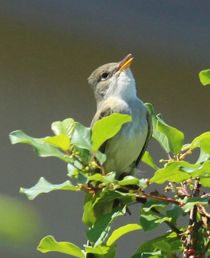 Willow Flycatcher - ML620398649