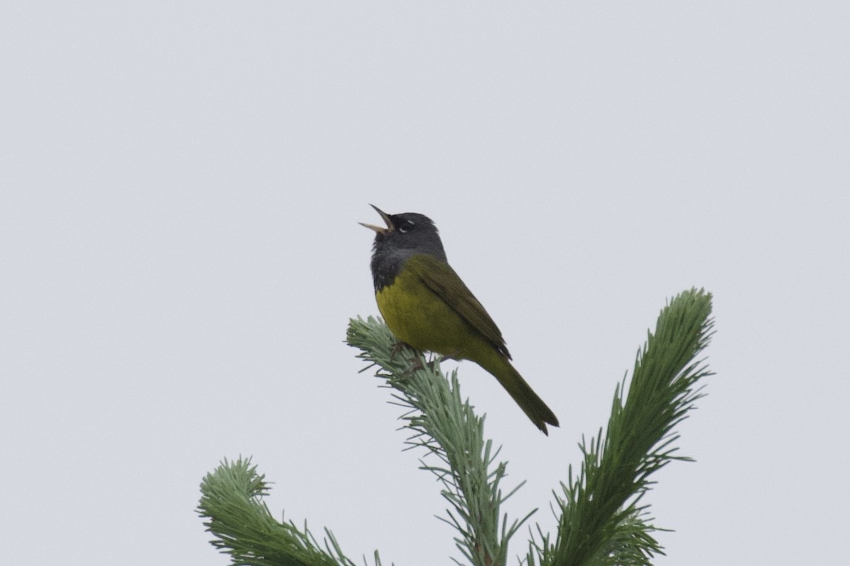 MacGillivray's Warbler - ML620398655