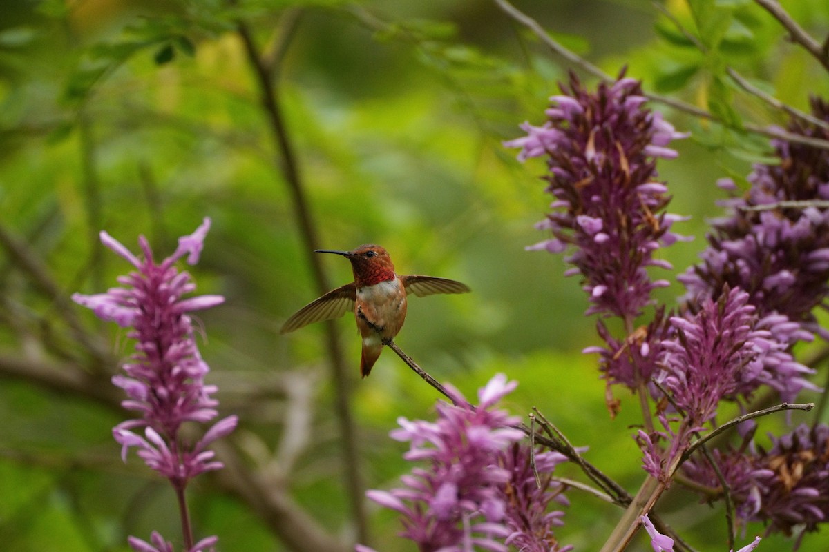 Allen's Hummingbird - ML620398670