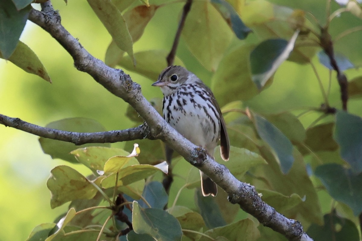 Ovenbird - ML620398672