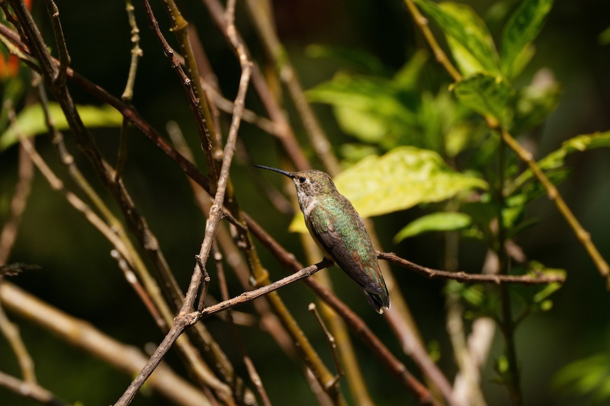 Allen's Hummingbird - ML620398689