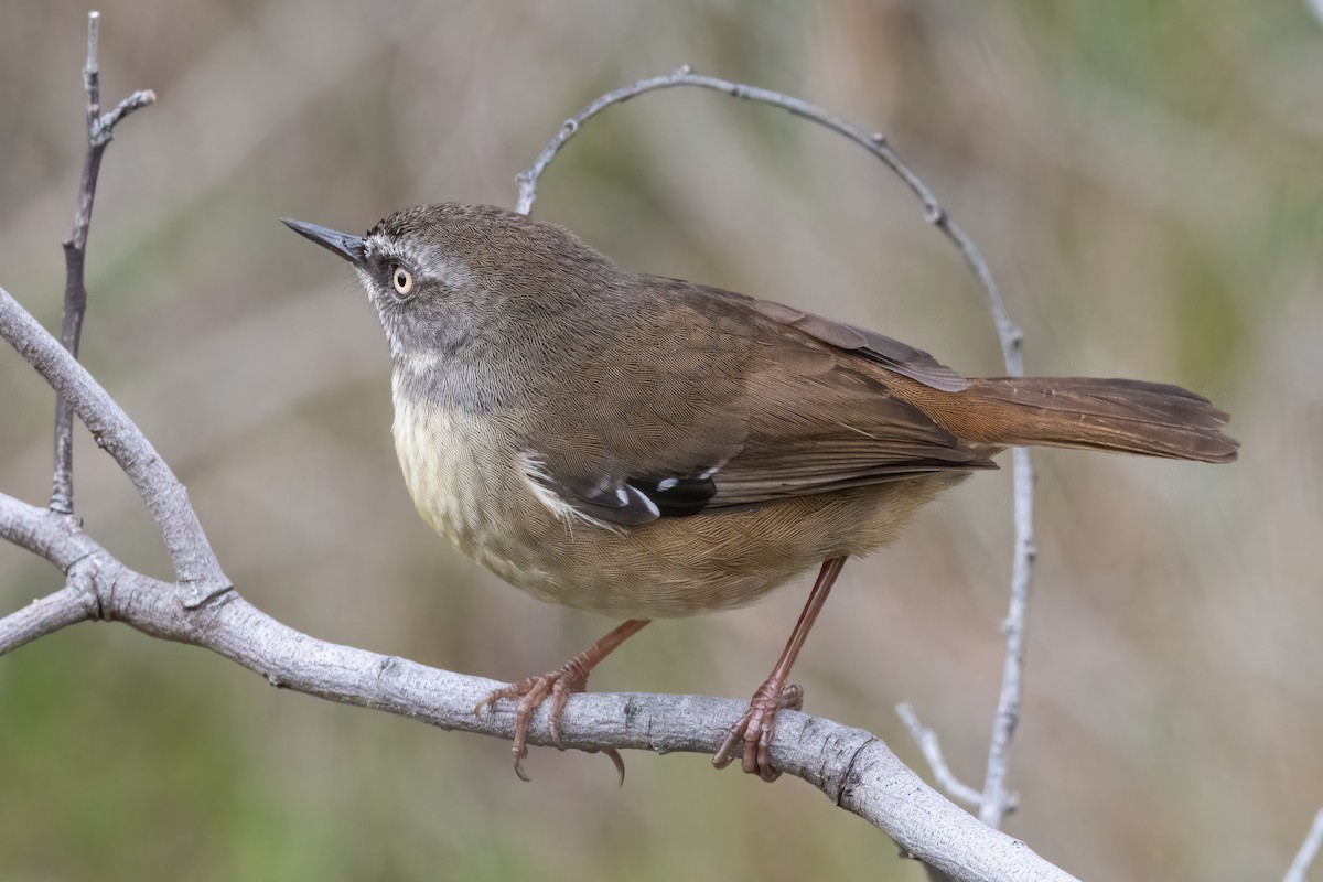 White-browed Scrubwren - ML620398695