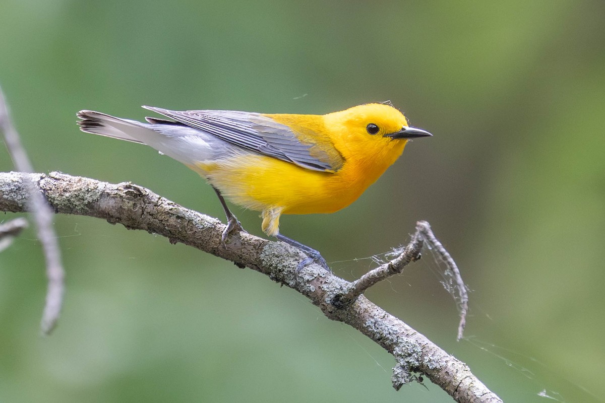 Prothonotary Warbler - ML620398696