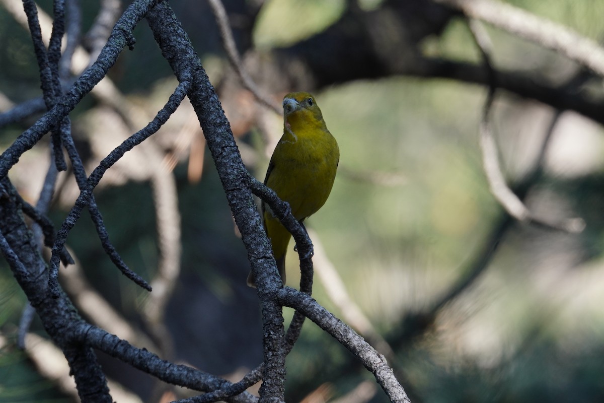 Western Tanager - ML620398702