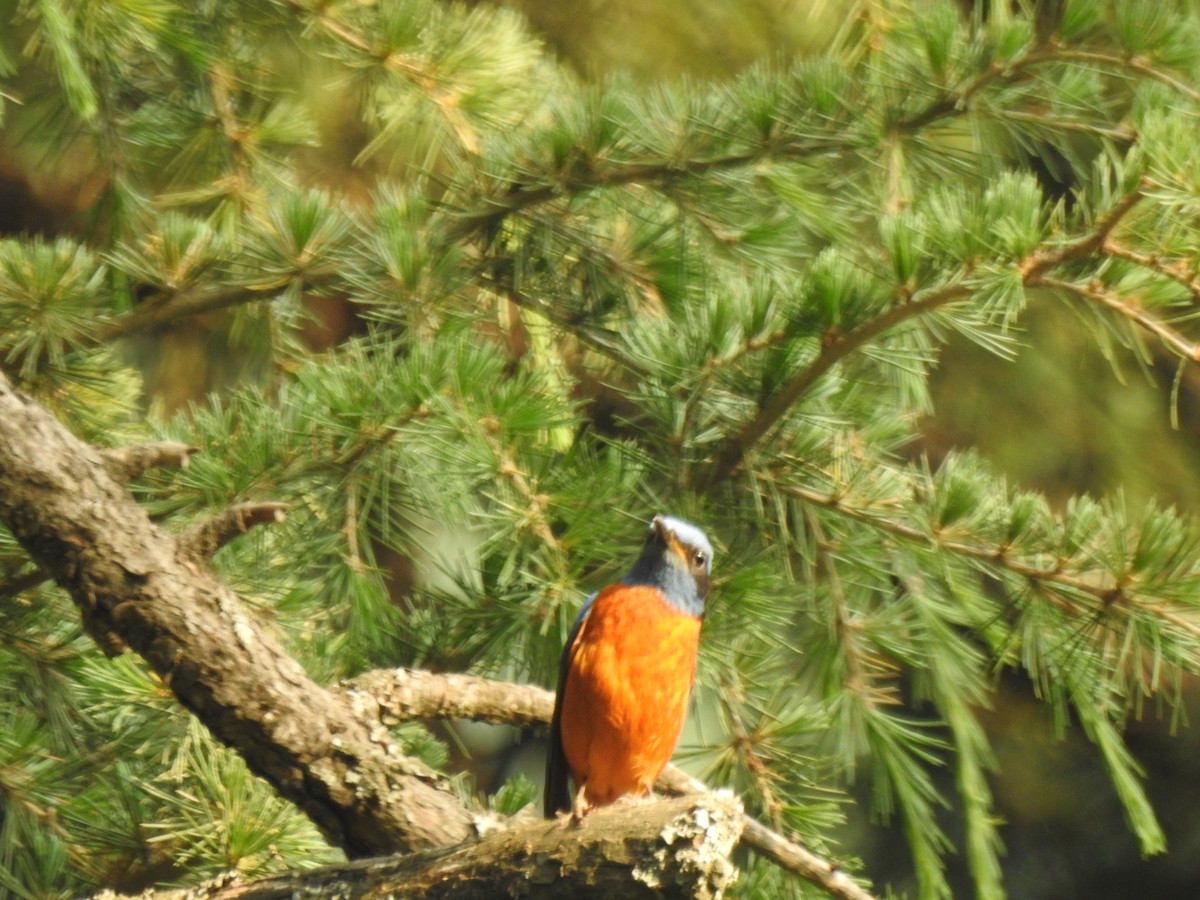 Blue-capped Rock-Thrush - ML620398706