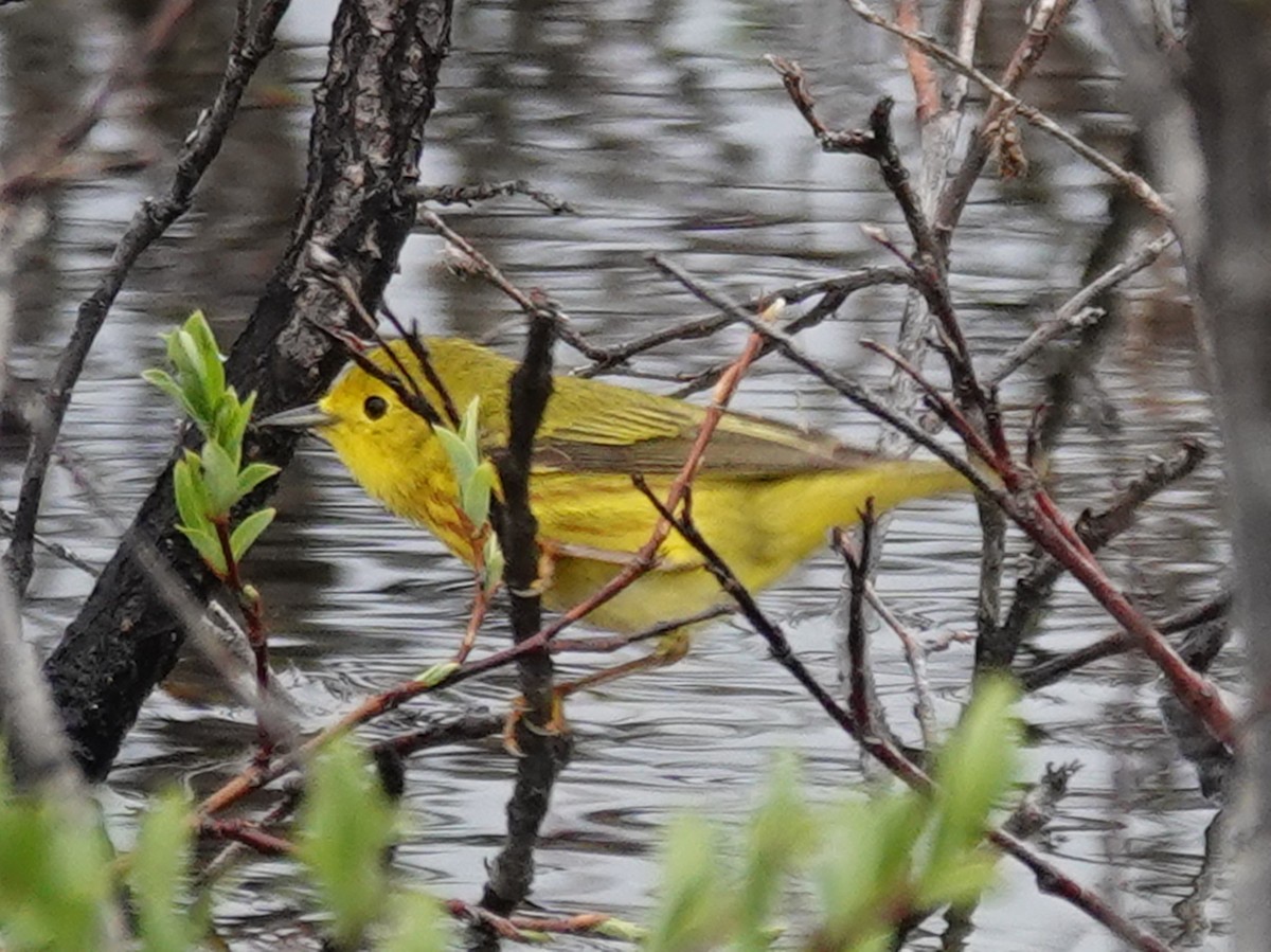 Yellow Warbler (Northern) - ML620398713