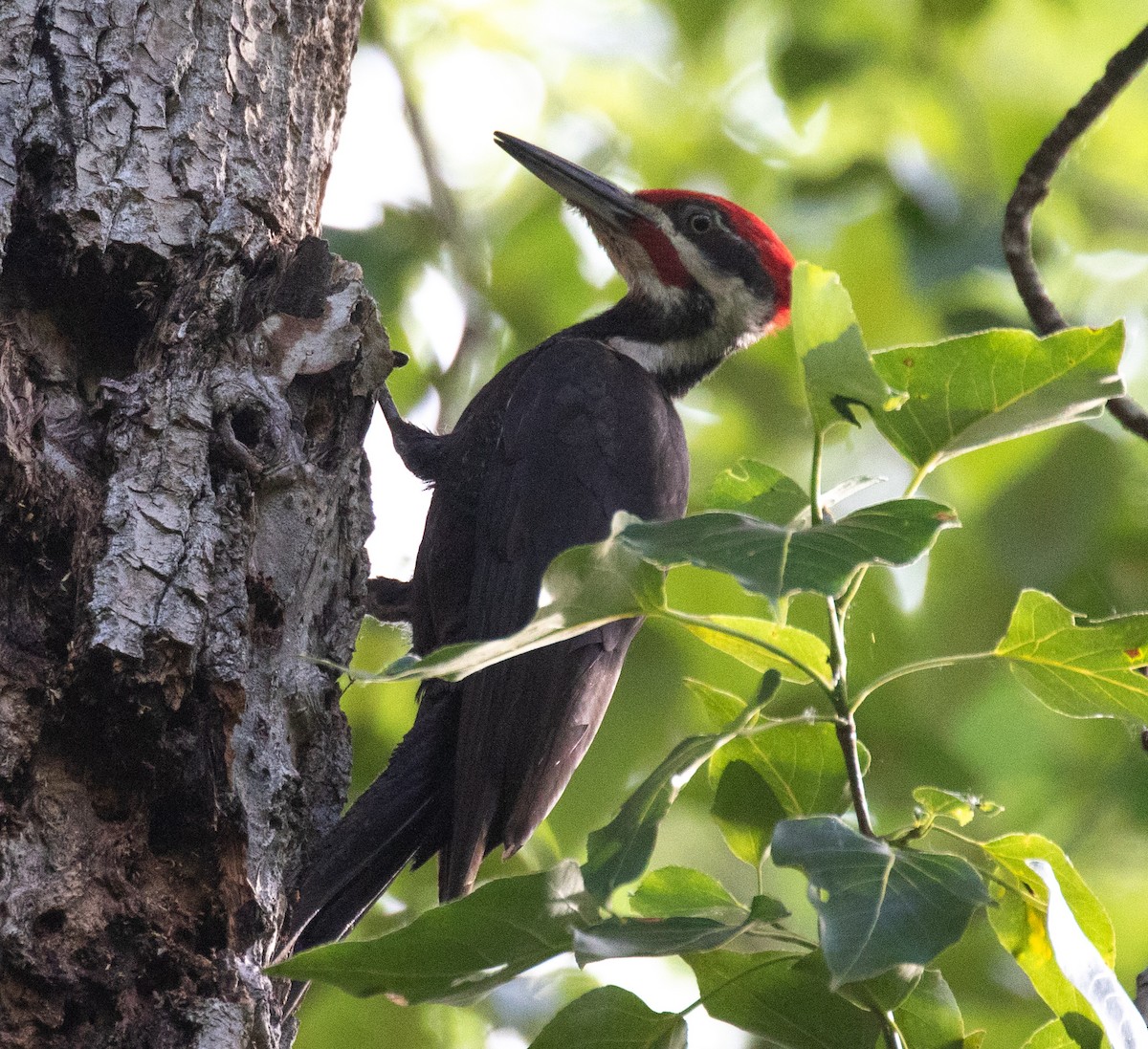 Pileated Woodpecker - ML620398717