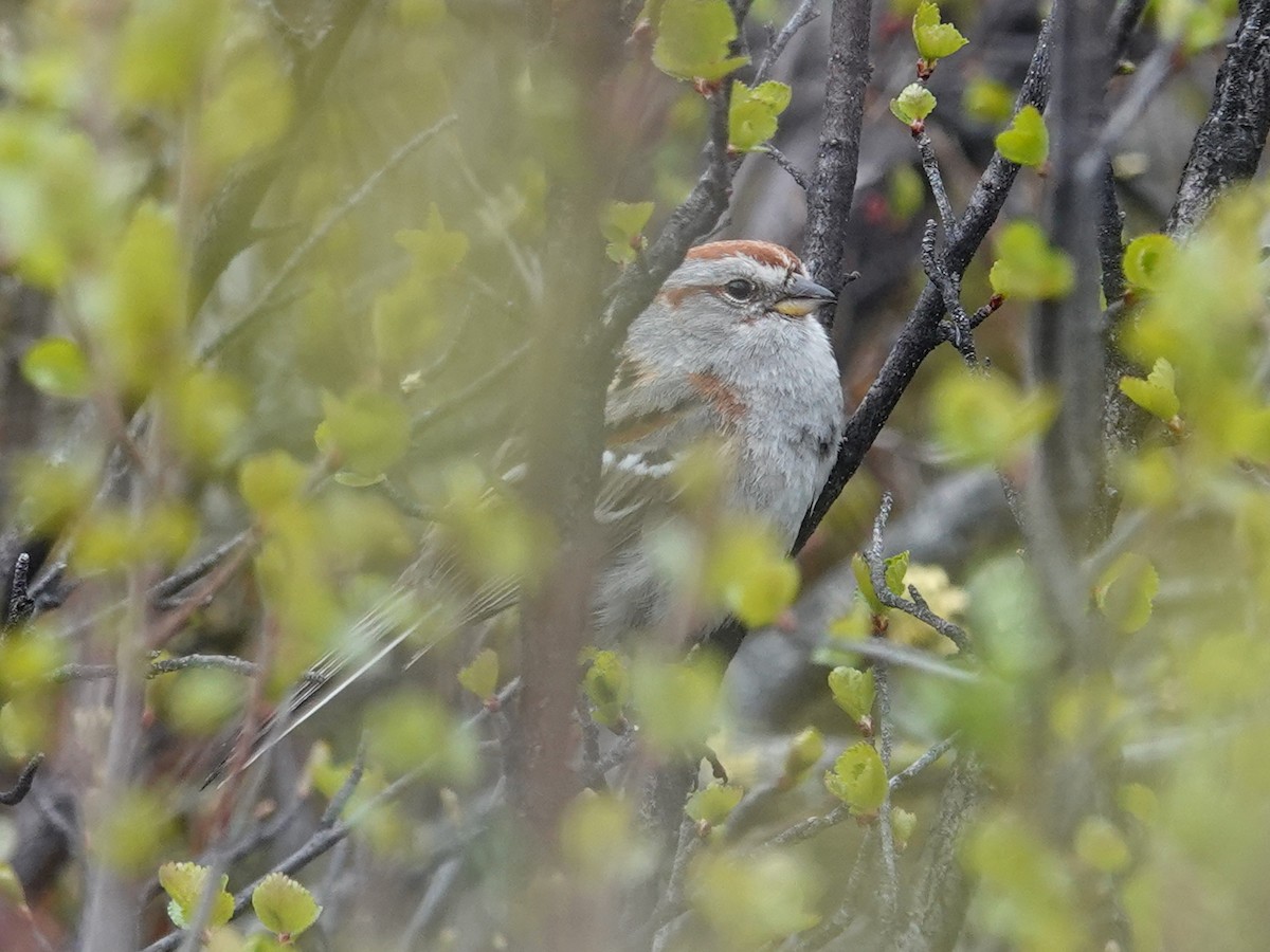 American Tree Sparrow - ML620398719