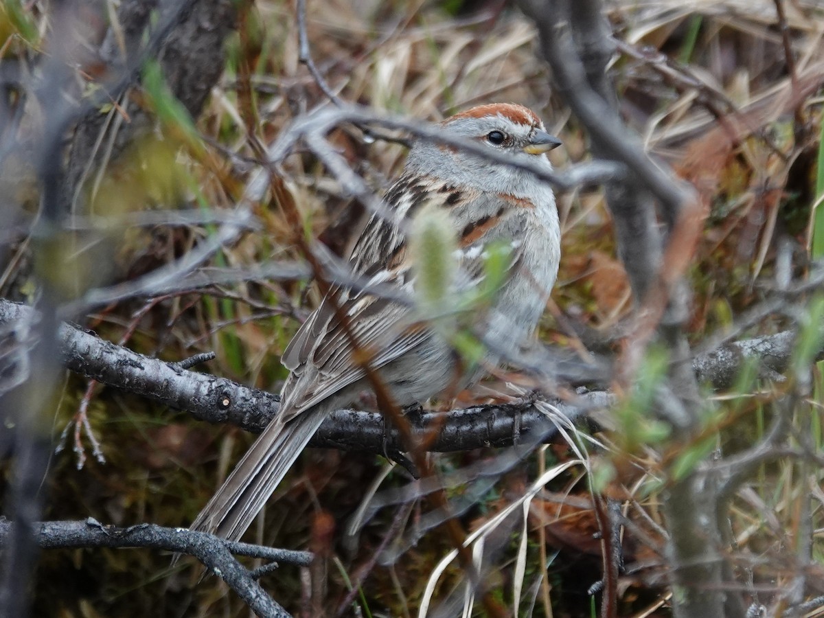 American Tree Sparrow - ML620398720