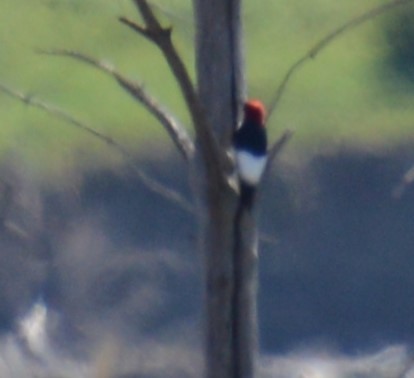 Red-headed Woodpecker - ML620398721