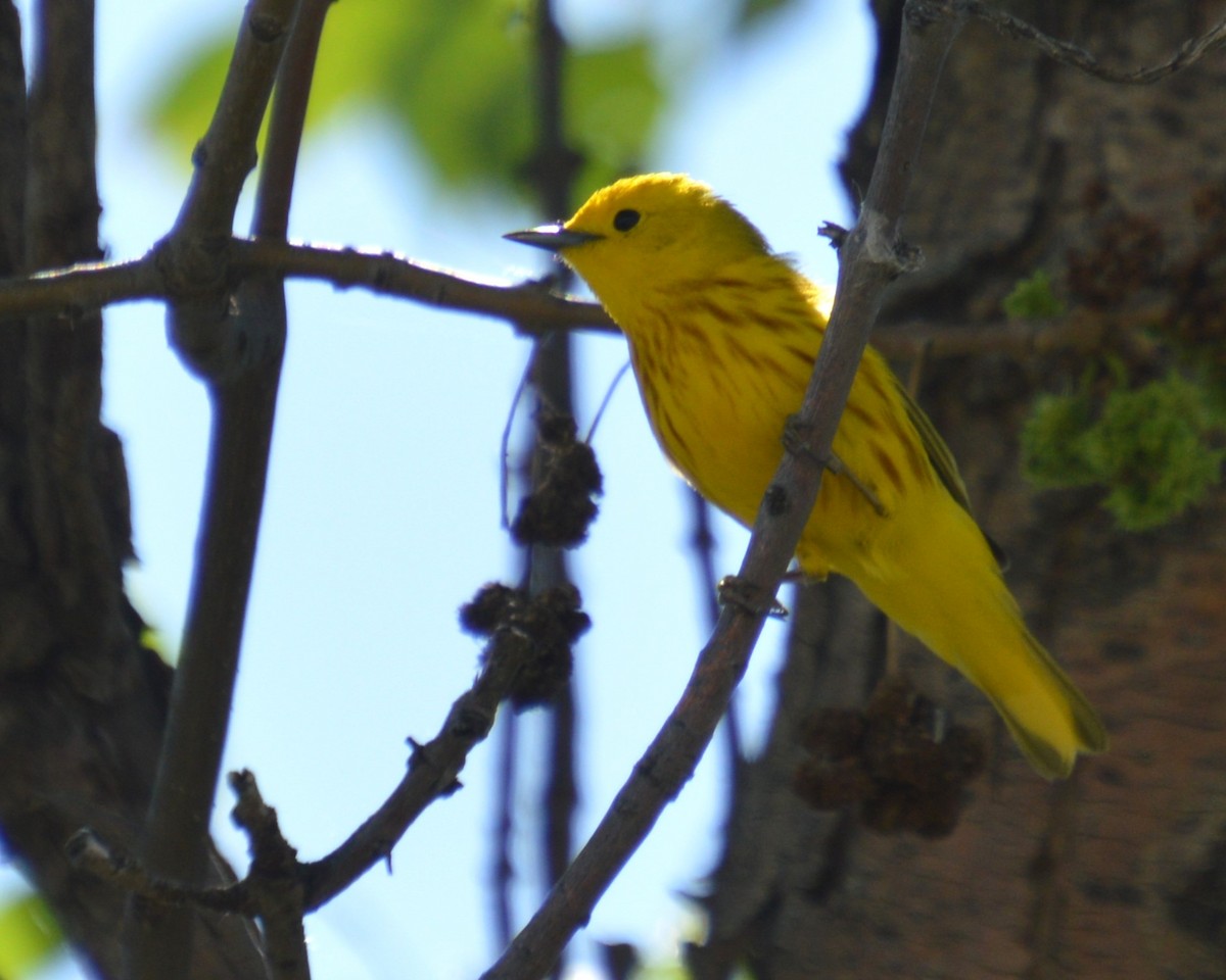 Paruline jaune - ML620398725