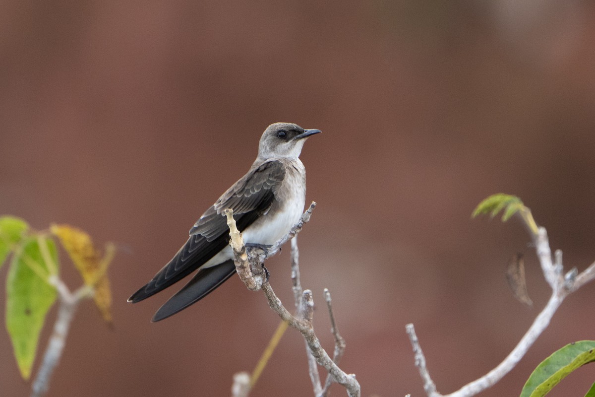 Southern Rough-winged Swallow - ML620398734