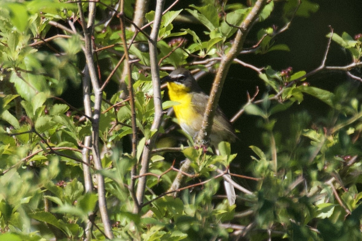 Yellow-breasted Chat - ML620398736