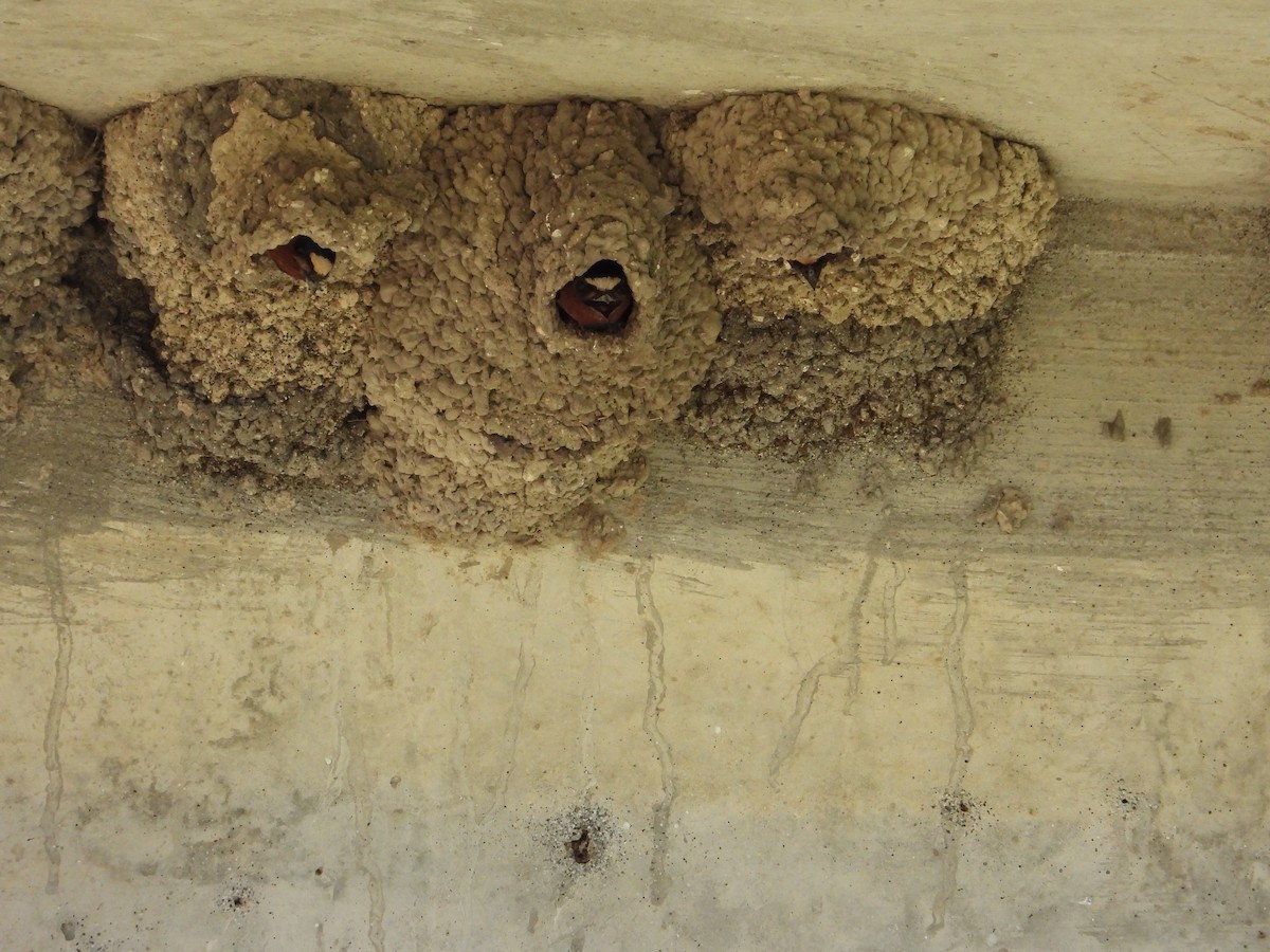 Cliff Swallow - ML620398740