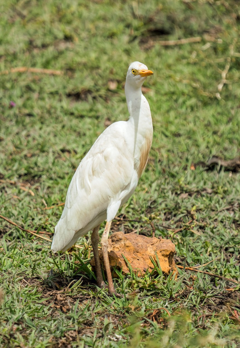 Western Cattle Egret - ML620398756