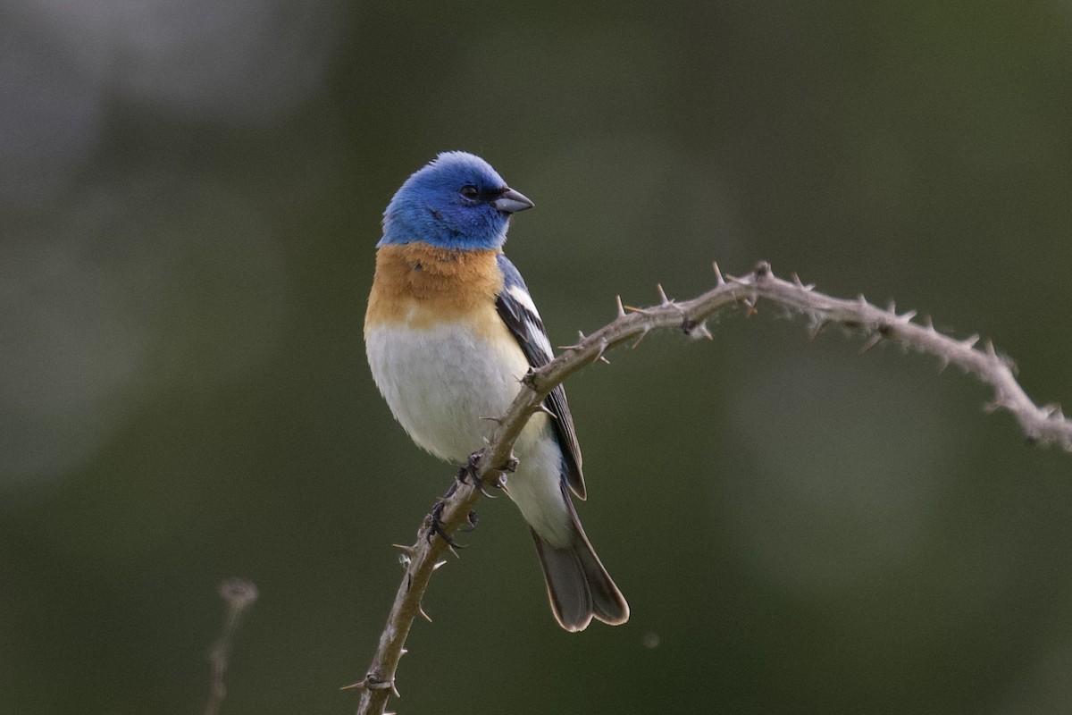 Lazuli Bunting - Otto Mayer