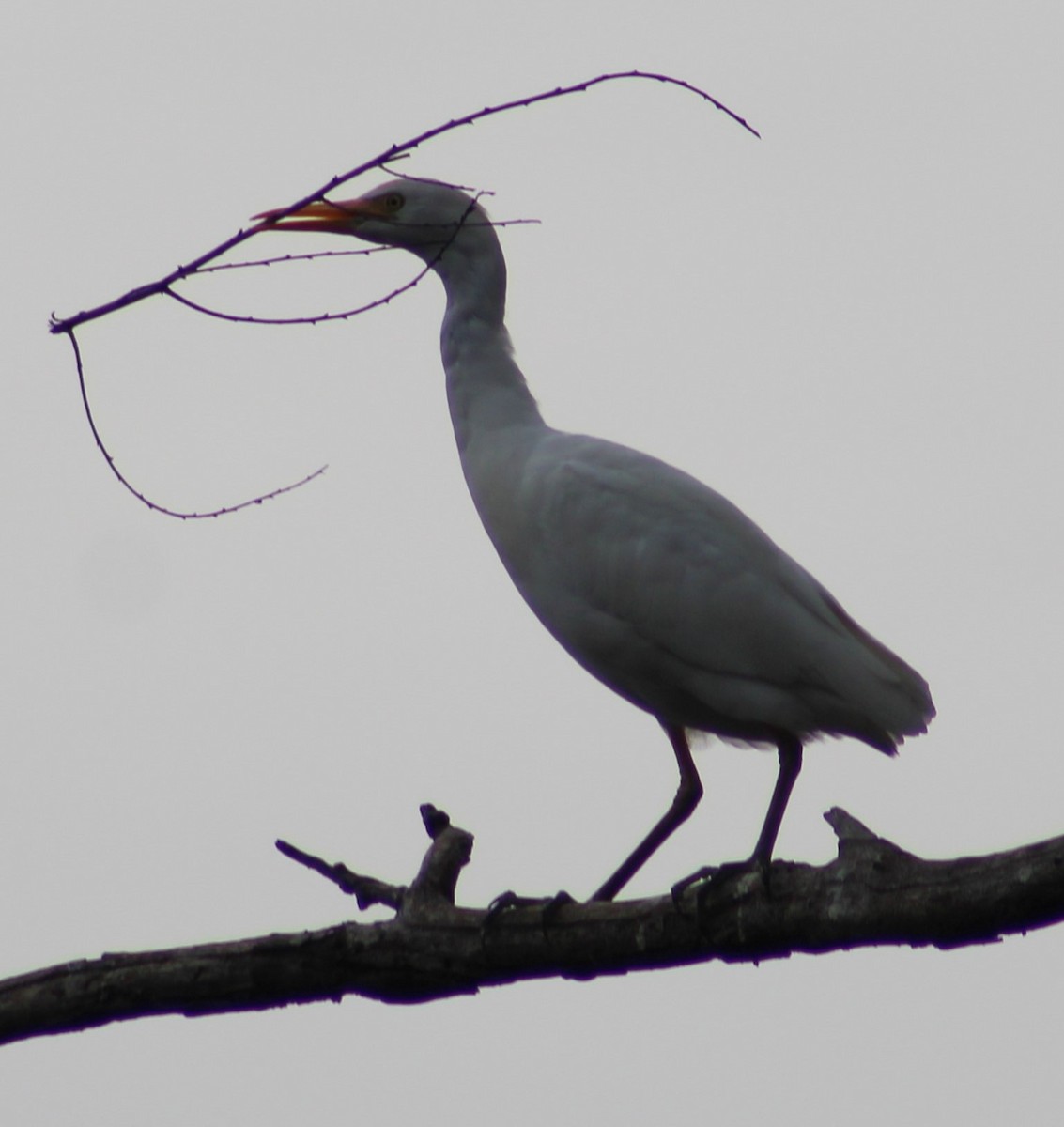 Western Cattle Egret - ML620398758