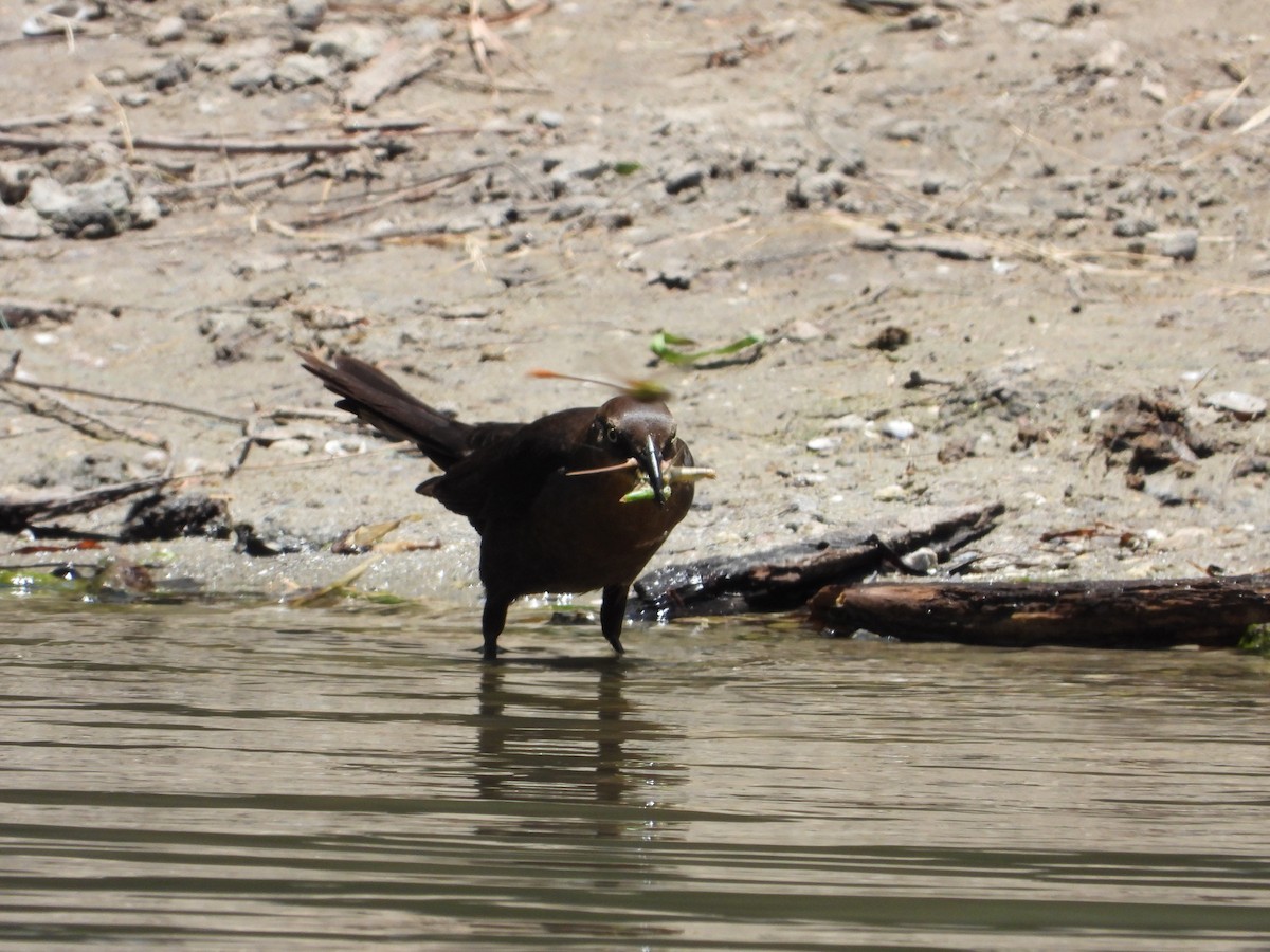 Great-tailed Grackle - ML620398762