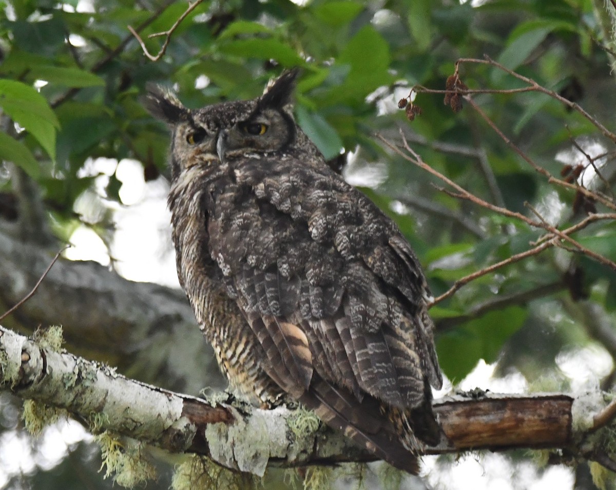 Great Horned Owl - ML620398778