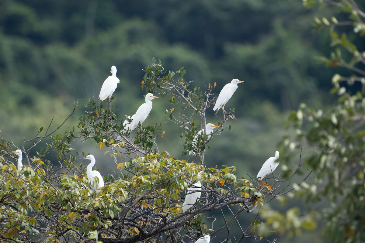 Western Cattle Egret - ML620398779