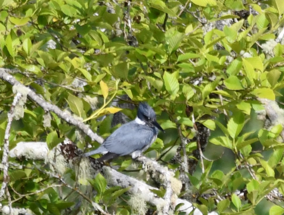 Belted Kingfisher - ML620398783