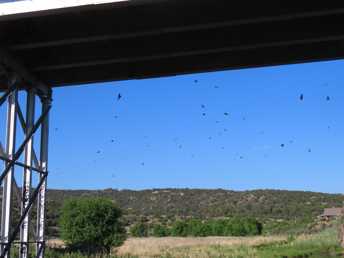 Cliff Swallow - ML620398785